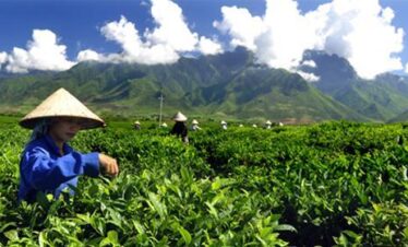 đồi chè nghĩa lộ EMOI VIETNAM TRAVEL