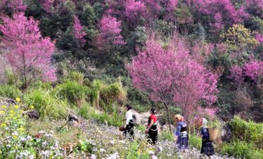 mùa hoa tớ dày MCC EMOI VIETNAM TRAVEL