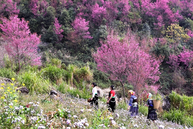 mùa hoa tớ dày MCC EMOI VIETNAM TRAVEL